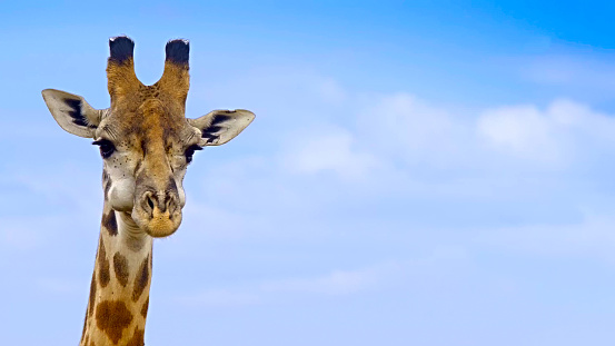 Giraffe's neck and head against clear blue sky
