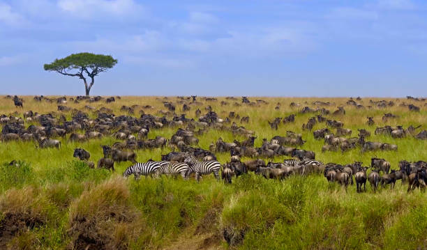 mandria di antilopi selvatiche - parco nazionale del serengeti foto e immagini stock