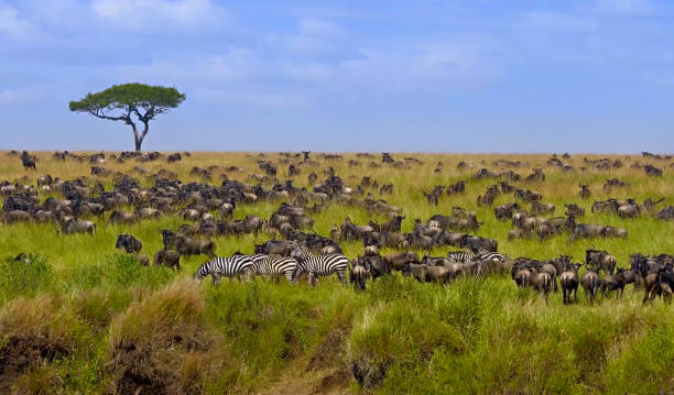 Herd of wildebeest antelope Big herd of wildebeest in the savannah. Great Migration. Kenya. Tanzania. Masai Mara National Park. An excellent illustration. serengeti national park stock pictures, royalty-free photos & images