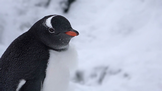 Portrait of an Adelie penguin Pygoscelis adeliae on on the snow