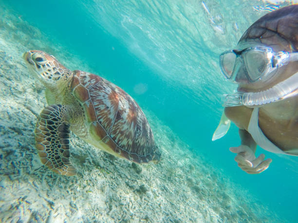 istock Selfie of girl with turtle underwater 944942400