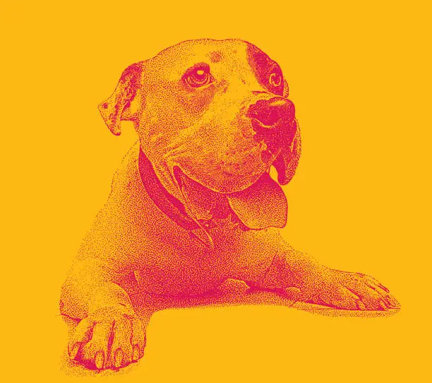 Vector illustration of Young male Pit Bull Terrier