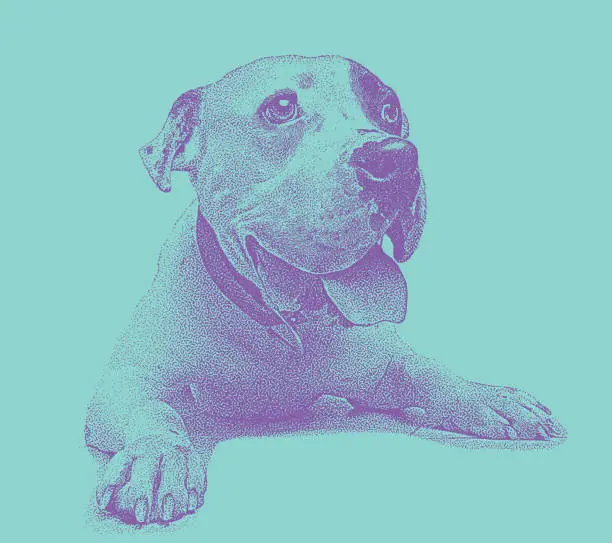 Vector illustration of Young male Pit Bull Terrier