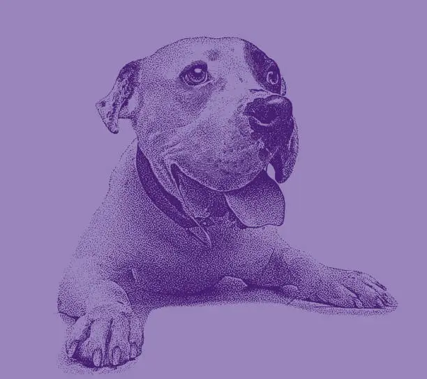 Vector illustration of Young male Pit Bull Terrier