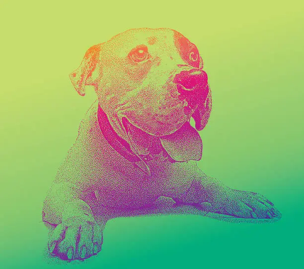 Vector illustration of Young male Pit Bull Terrier