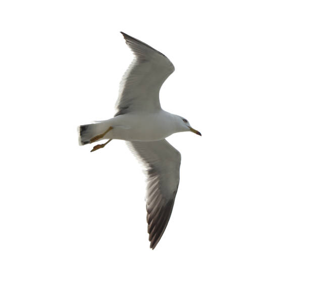 istock Seagulls flying in the sky 944949184