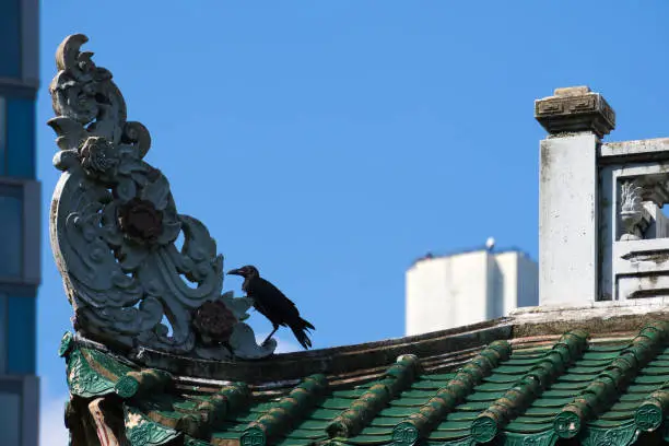 A black crow in search of insects on top of a Asian garden, city-park shelter, between the cracks of an exterior, decorative, ancient architectural ornament. in Bangkok, Thailand.