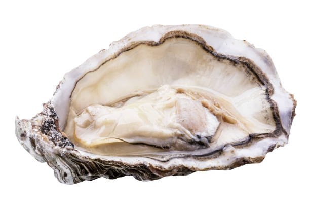 istock Fresh oyster isolated with shadow. Clipping path. 944950418