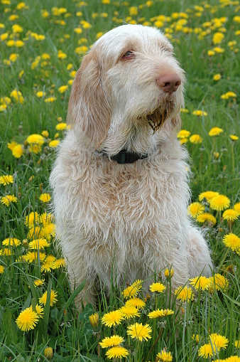 Kommandør du er Et kors Spinone Dog Sits In A Dandelion Field Stock Photo - Download Image Now -  Italian Spinone, Animal, Dandelion - iStock