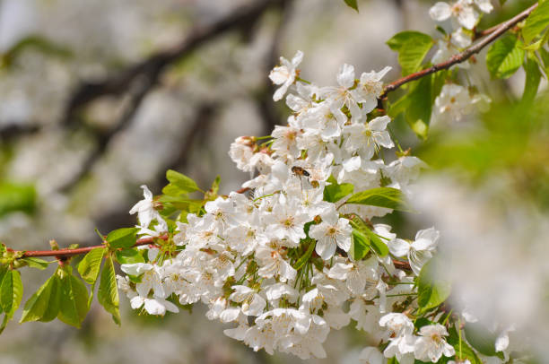 istock Sweet cherry in full bloom in spring 944953496