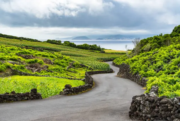 Scenic winding road between Pico's vineyards, UNESCO World Heritage Site, Azores