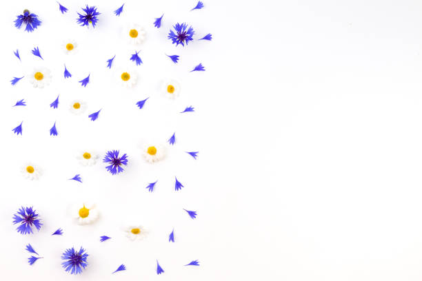 istock Cornflowers and chamomile on white background. Flat lay, top view 944956550