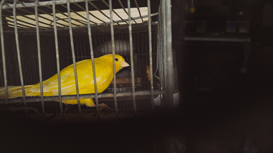 Canary en jaula photo