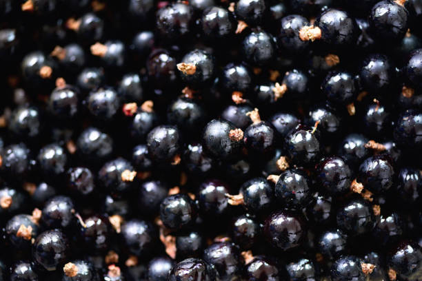 istock Organic black currant backgound with copy space. Top view, close up. Vegan and vegetarian concept. Summer healthy food. Macro of berries 944957644