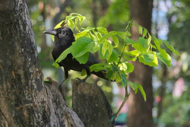 A funny black crow camouflaging itself under a tiny tree branch, in a lush Thai garden park. A funny black crow camouflaging itself under a tiny tree branch, in a lush garden park. in Bangkok, Thailand. raven corvus corax bird squawking stock pictures, royalty-free photos & images
