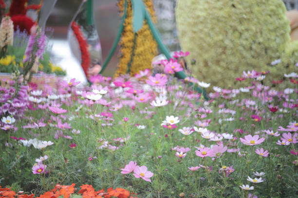 a Cosmos flower on a green back ground closeup