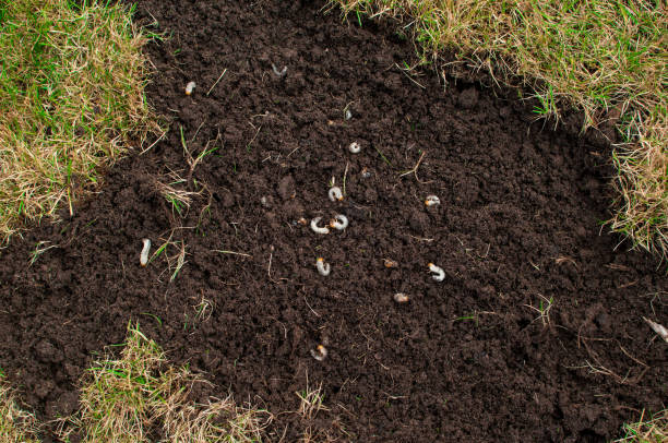 cockchafer grubs jako larwy w glebie, znany również jako june bug larwy - chrabąszcze zdjęcia i obrazy z banku zdjęć