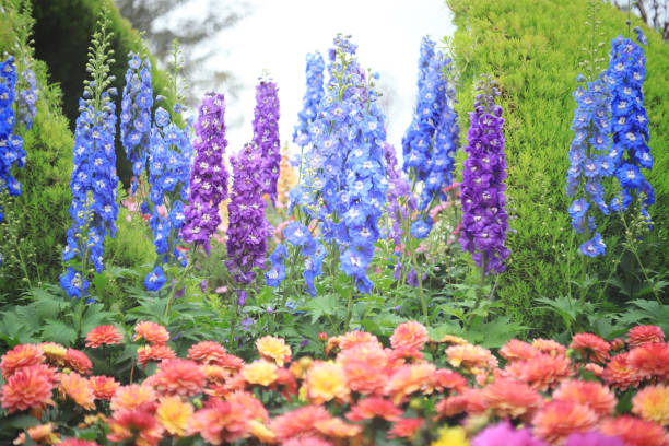 istock a Snapdragon flower in garden 944965710