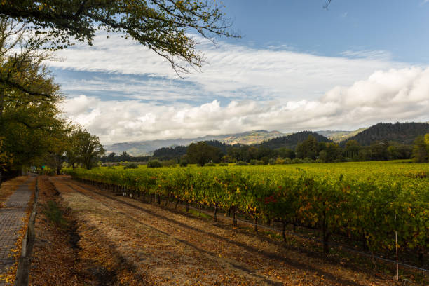 istock Grape fields. Napa Valley, California, United States. 944968972