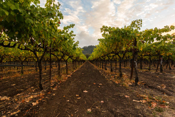 istock Grape fields. Napa Valley, California, United States. 944969076