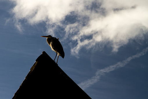 Heron perched on a rooftop