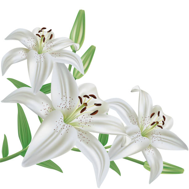 ilustrações de stock, clip art, desenhos animados e ícones de flower lily isolated on white background - gardening flower backgrounds beauty in nature