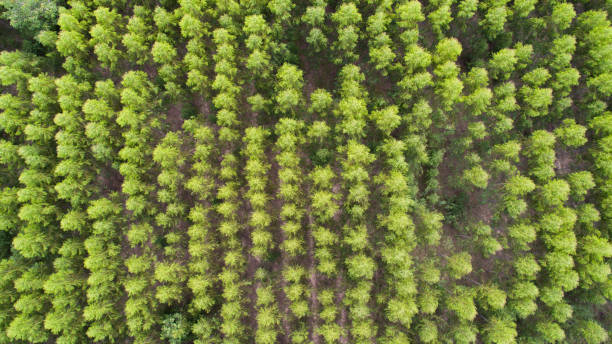 istock Aerial view of green tree forest 944976134