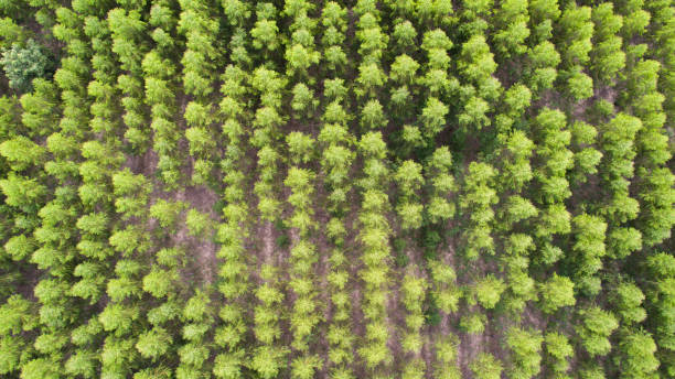 istock Aerial view of green tree forest 944976144