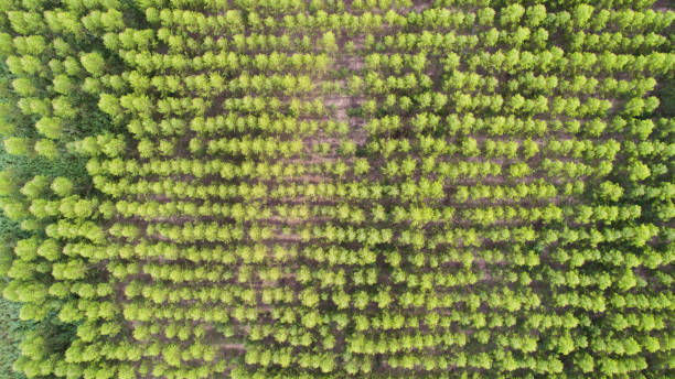istock Aerial view of green tree forest 944976180