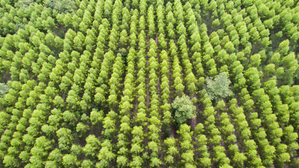 istock Aerial view of green tree forest 944976230