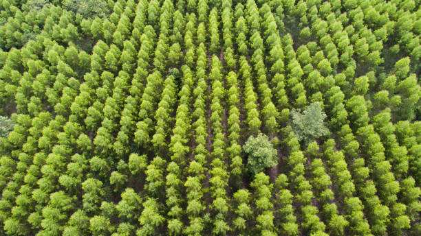 istock Aerial view of green tree forest 944976258