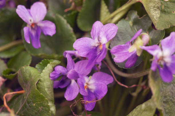 nahaufnahme der süße veilchen, viola odorata, deutschland, hessen - flower head annual beauty close up stock-fotos und bilder