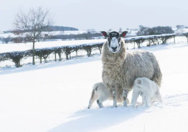 Photo of sheep in snow covered field in sunlight