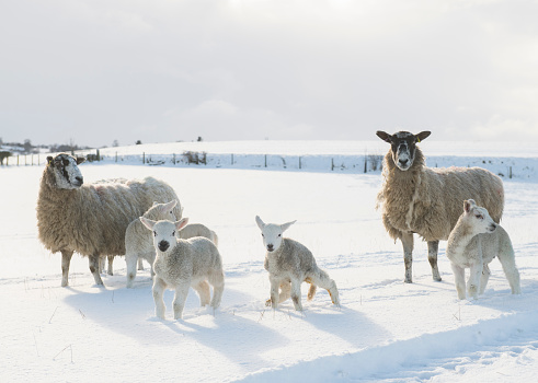 big sheep and lambs in a snow covered field in North Yorkshire