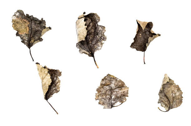 frozen branches and withered leaves covered with frost in winter