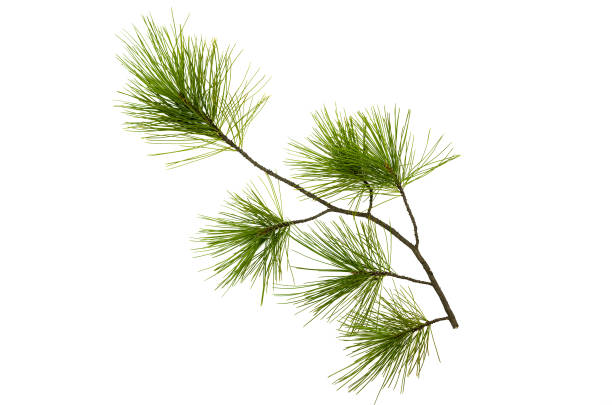 パインはトウヒ緑の枝の白い背景に分離されました。ツリー部分装飾。 - pine tree christmas tree green ストックフォトと画像