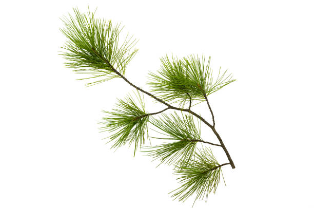 Pine spruce green branches isolated on white background. Tree parts decoration. Fir tree branches isolated on white background. Christmas pine tree branches decoration. needle plant part photos stock pictures, royalty-free photos & images