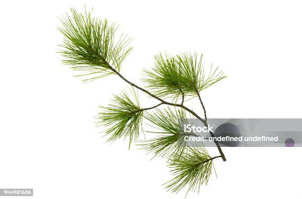 Pine Spruce Green Branches Isolated On White Background Tree Parts Decoration Stock Photo - Download Image Now