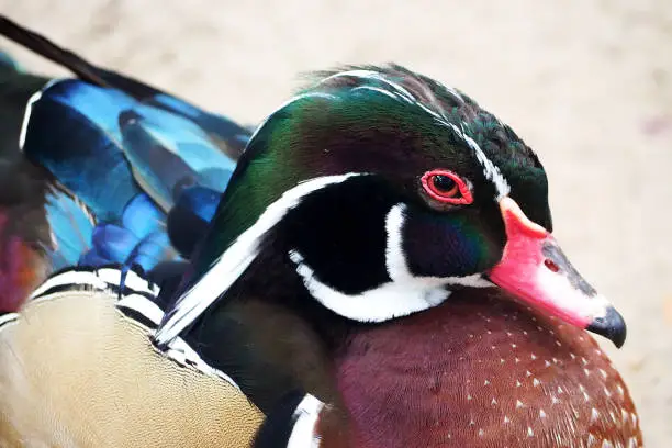colorful wood duck close up photography