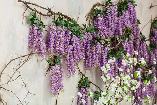 Flowering wisteria plants on house wall background natural home decoration with flowers