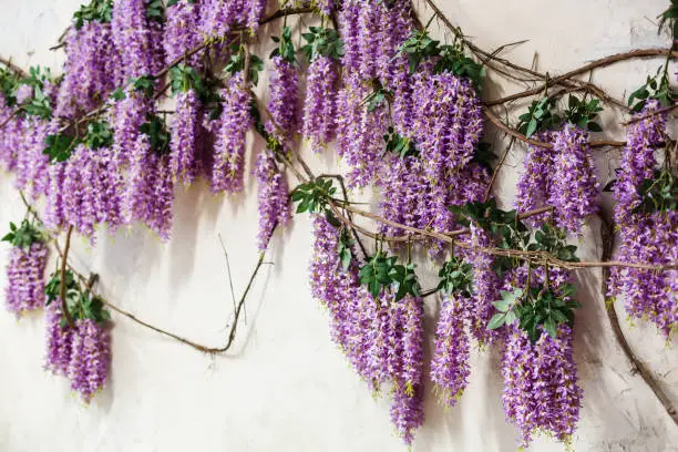 Blossoming wisteria tree covering up a house on a bright sunny day