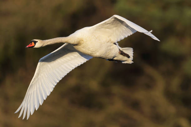 istock Humptail / mute swan 944984048