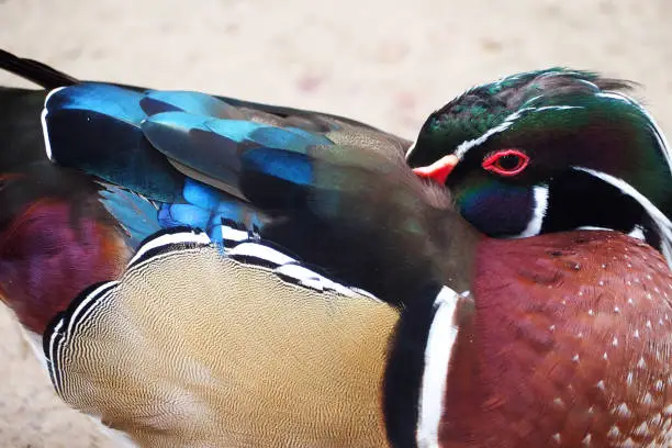 colorful wood duck put head under the wing close up photography