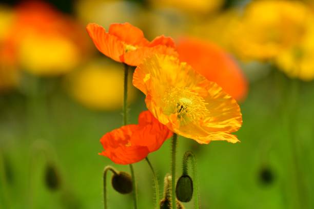istock Iceland Poppy 944991160