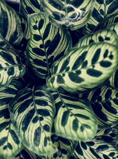 istock Closeup image of leaves 944991832