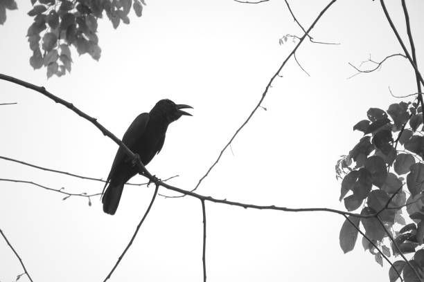 istock A black and white photo of a black crow perching itself on a thin tree branch, in a lush Thai garden park. 944992200