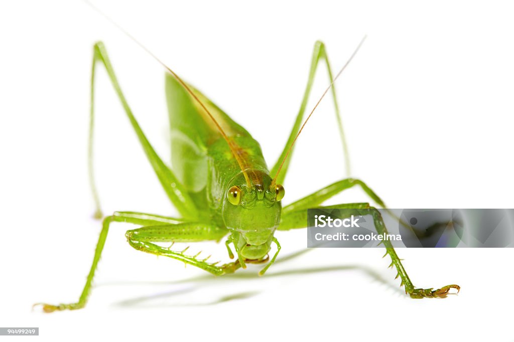 Green grasshopper. - Zbiór zdjęć royalty-free (Pasikonik)