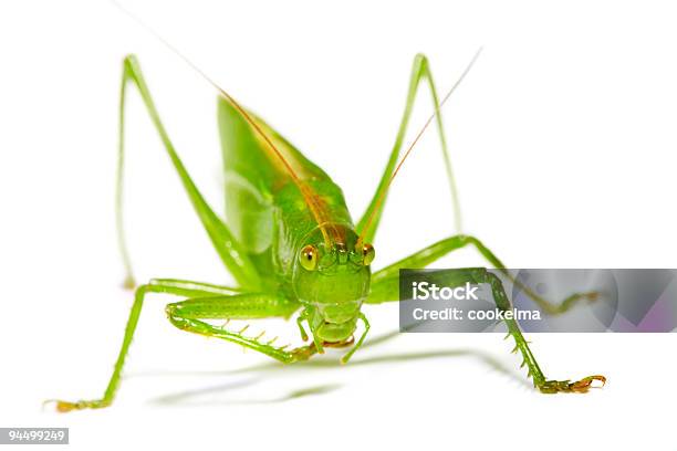 Green Grasshopper - zdjęcia stockowe i więcej obrazów Pasikonik - Pasikonik, Bez ludzi, Bliski