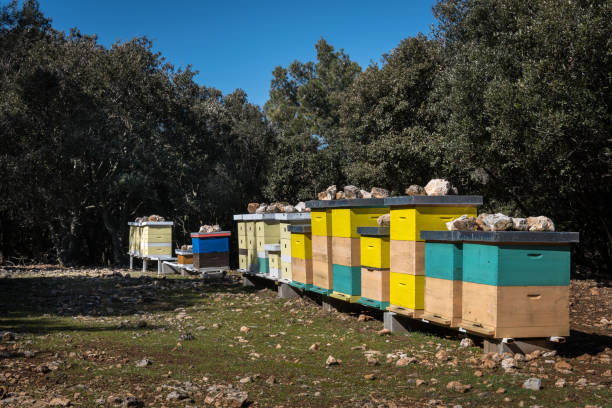 istock Apiary on a pasture in Croatia 944992498