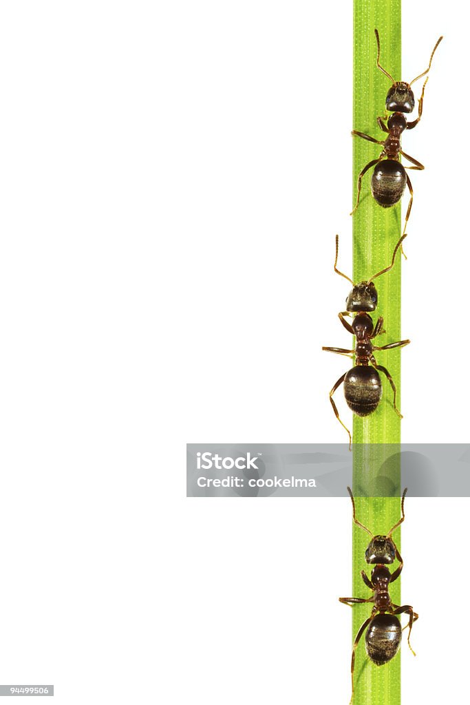 Ants - Foto de stock de Hormiga libre de derechos